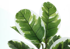 27-Inch Artificial Rubber Plant Real Touch Greenery Black Pot