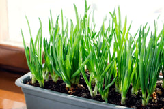 Mixed White Red Onion Sets 8 oz Bulbs Non-GMO