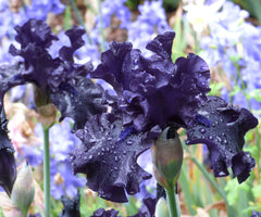 Raven Girl Black Iris Potted Quart Pot
