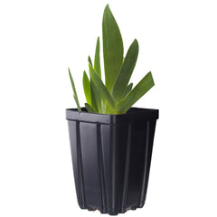 Valentino Fragrant Bearded Iris Potted Quart Pot