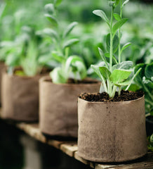 Smart Pot Fabric Planter Reusable Breathable Container for Gardening