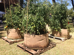 Smart Pot Fabric Planter Reusable Breathable Container for Gardening
