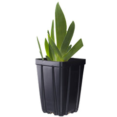 Crow's Feet Fragrant Bearded Iris Potted Quart Pot