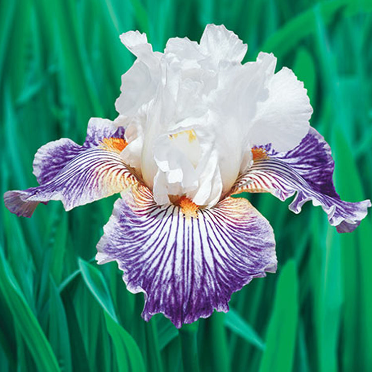 Crow's Feet Fragrant Bearded Iris Potted Quart Pot