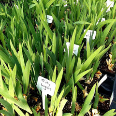 Black Suited Fragrant Black Iris Potted Quart Pot