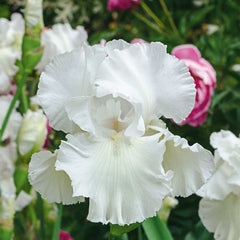 Immortality Iris Plant Fragrant Reblooming Potted Quart Pot
